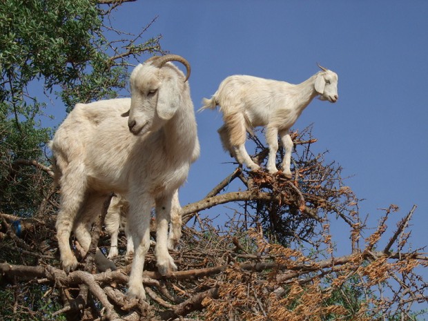 goat best