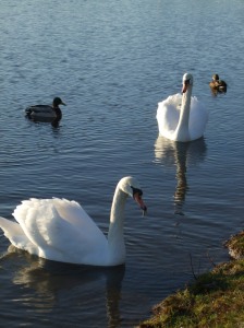 two swans swimming serenely